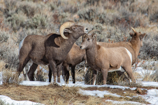Bighorn Sheep in Lander Region