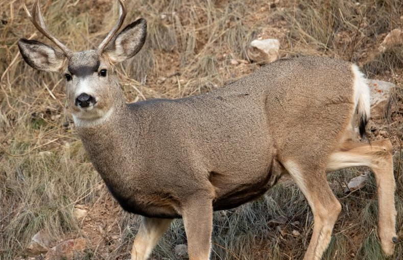 Mule Deer Buck