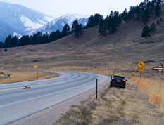 Deer killed on roadway