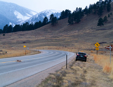 Deer killed on roadway