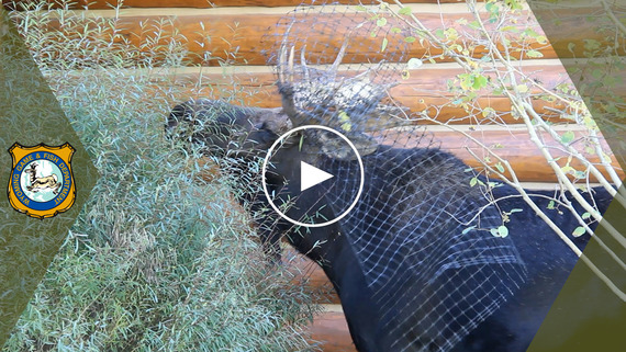 Residential Wildlife Conflicts YouTube video link