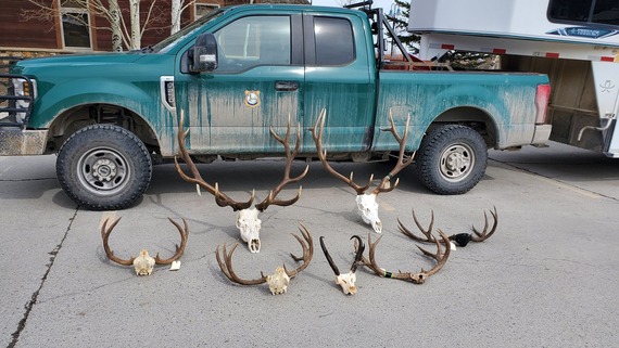 A multi-year wildlife investigation wraps up in Wyoming