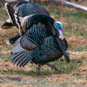 Wild turkey