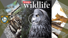 Thumbnail for weekly youtube video