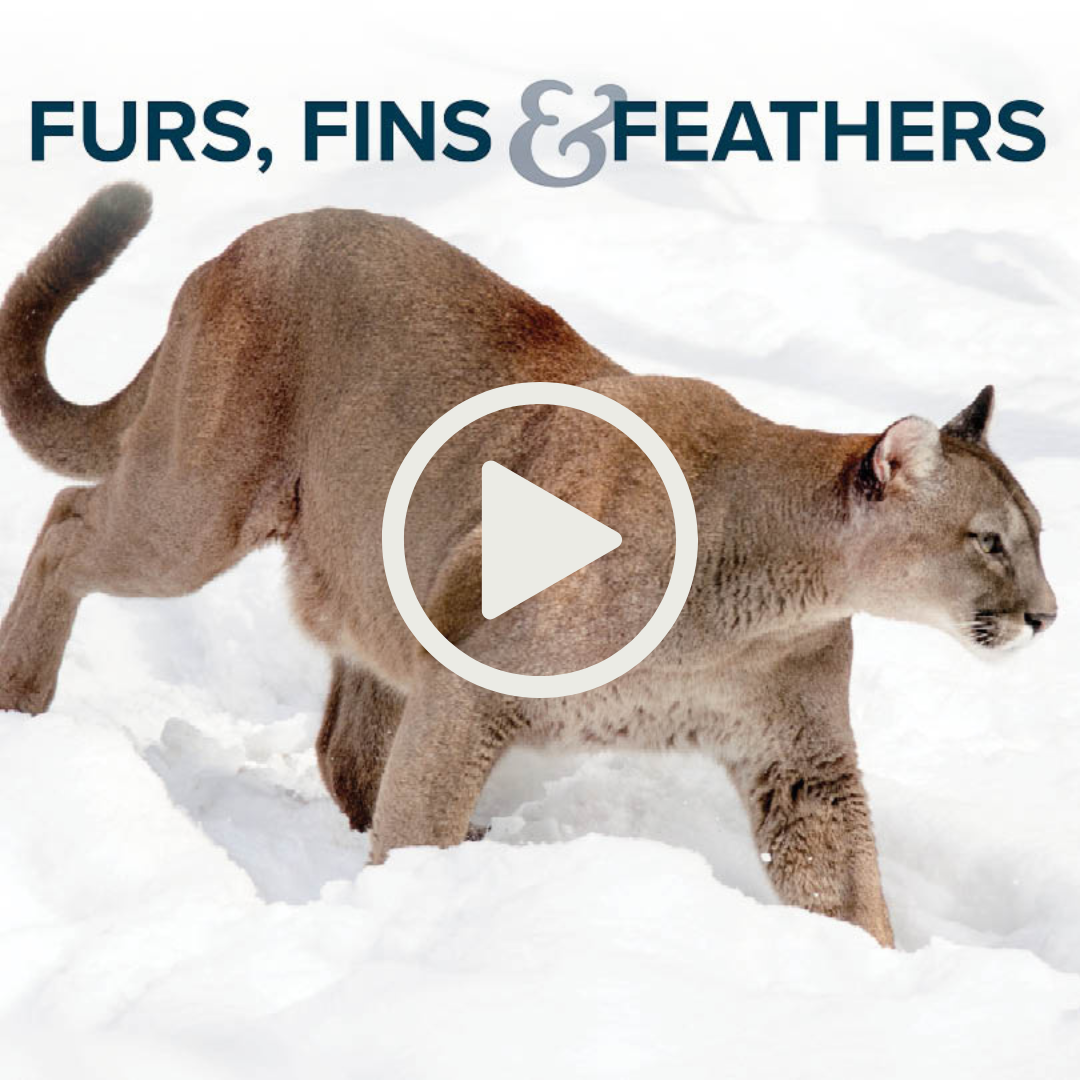 Furs, Fins and Feathers podcast — Mountain lion
