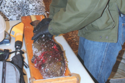 Measuring a catch at the Burbot Bash