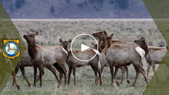 Weekly Youtube thumbnail