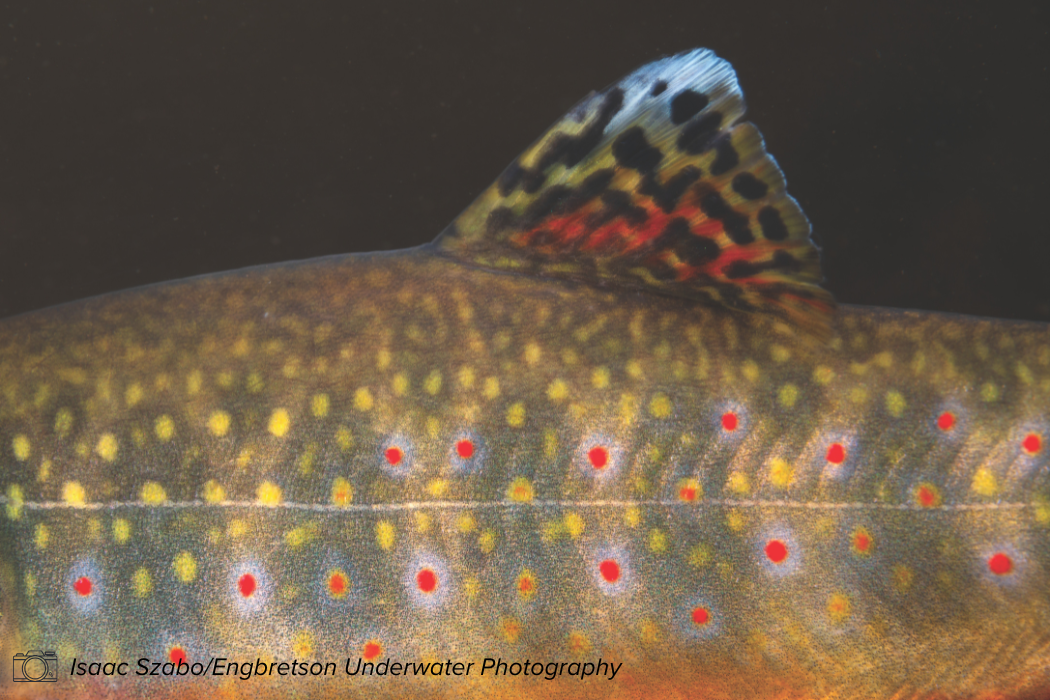 Brook trout — Isaac Szabo/Engbretson Underwater Photography