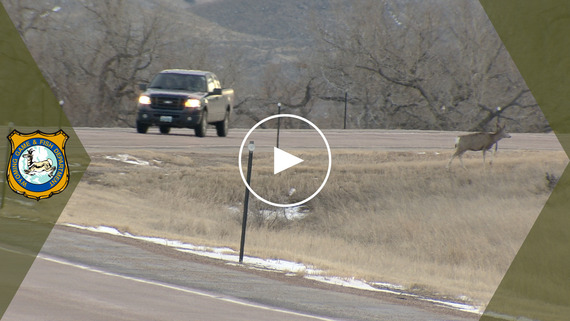  Wildlife on Roads YouTube video link