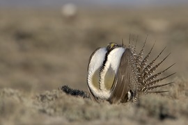 Sage-grouse