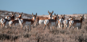 Pronghorn herd