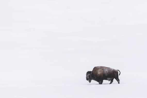 Bison in a blizzard
