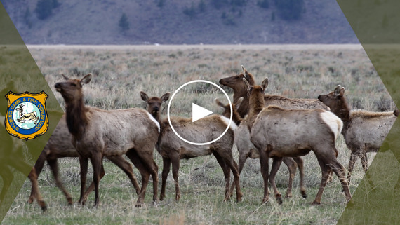 WHMA Closures YouTube video link