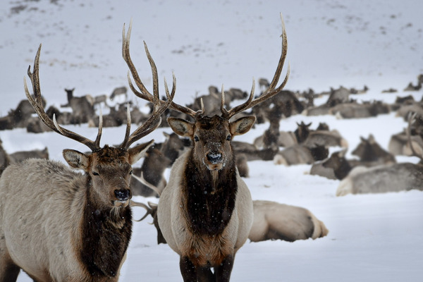 Two elk on an elk feedground in the winter