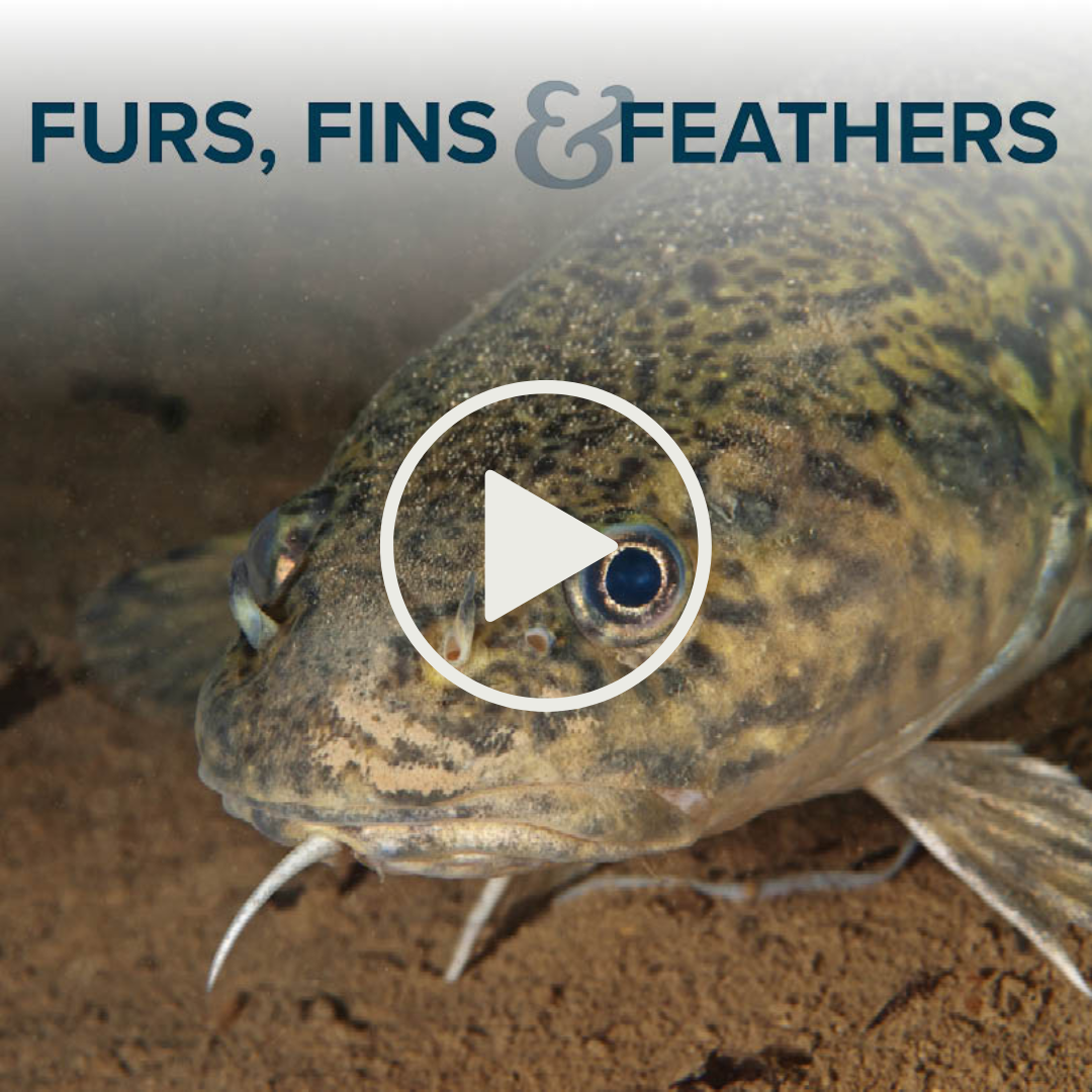 Furs, Fins and Feathers — Episode 17, Burbot