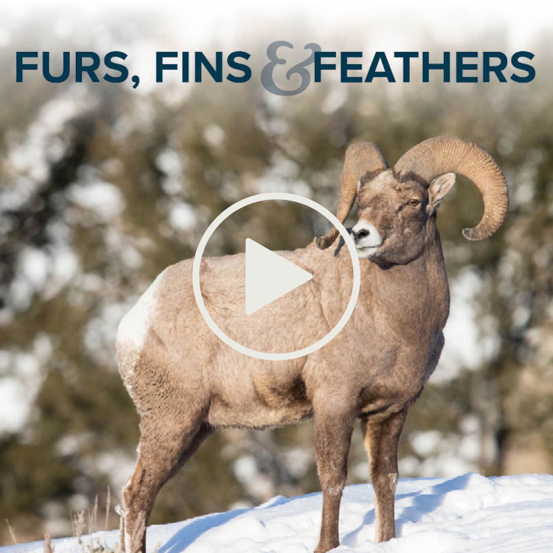 Furs, Fins and Feathers — Bighorn sheep
