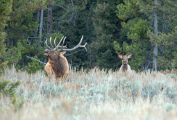 Elk in Jackson Region