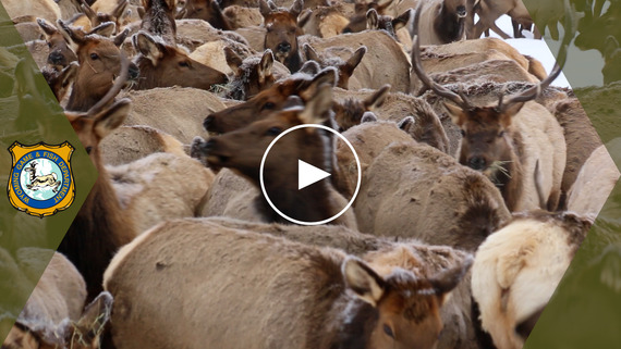 Elk Feedgrounds Action Plan