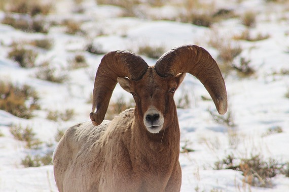 Jackson Region Bighorn Sheep