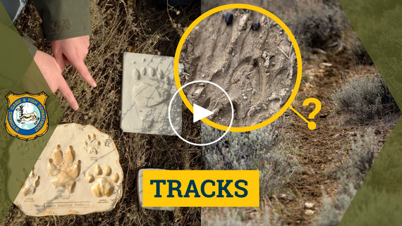  How to Identify Animal Tracks, Scat & Signs YouTube video