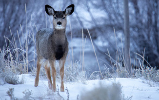 Mule Deer near Whiskey Mountain