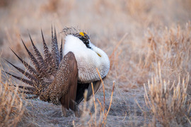 Sage Grouse Cody Region