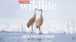 Thumbnail for Wyoming Wildlife Magazine photo contest slide show