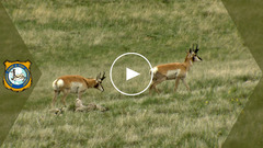 Youtube thumbnail for weekly video