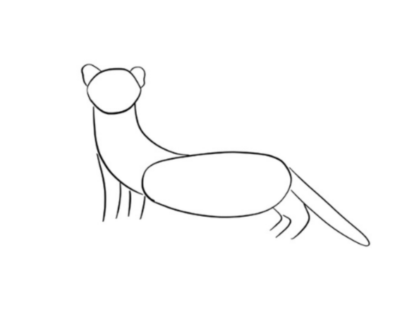 Step one of black footed ferret drawing