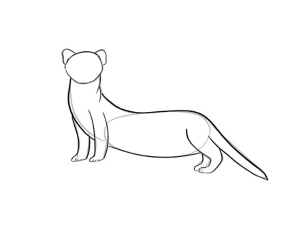 Step two of black footed ferret drawing