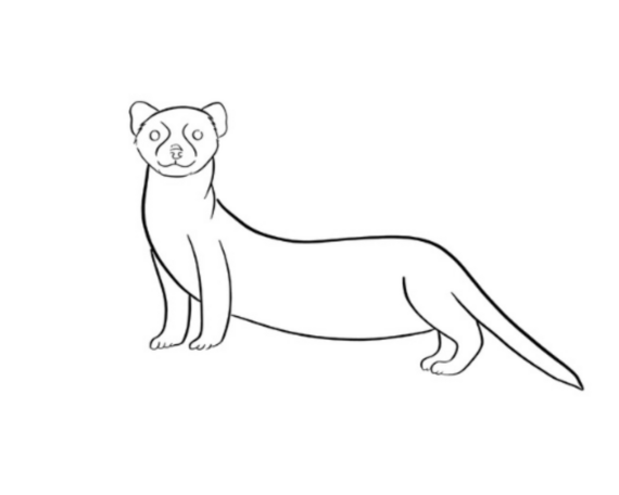 Step three of black footed ferret drawing