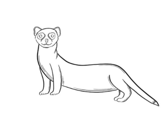 Step four of black footed ferret drawing